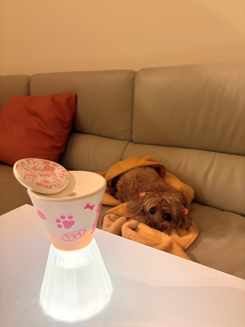 女人知己試用大隊,口碑行銷,部落客行銷,FRAMULA芬乘 寵物香氛儀套裝組,寵物香氛儀,芬乘FRAMULA,寵物去味神器,寵物環保香氛,精油香氛,無酒精香氛儀,寵物異味控制,高質感香氛儀,毛孩居家香氛,低音靜音香氛機,毛孩精緻生活